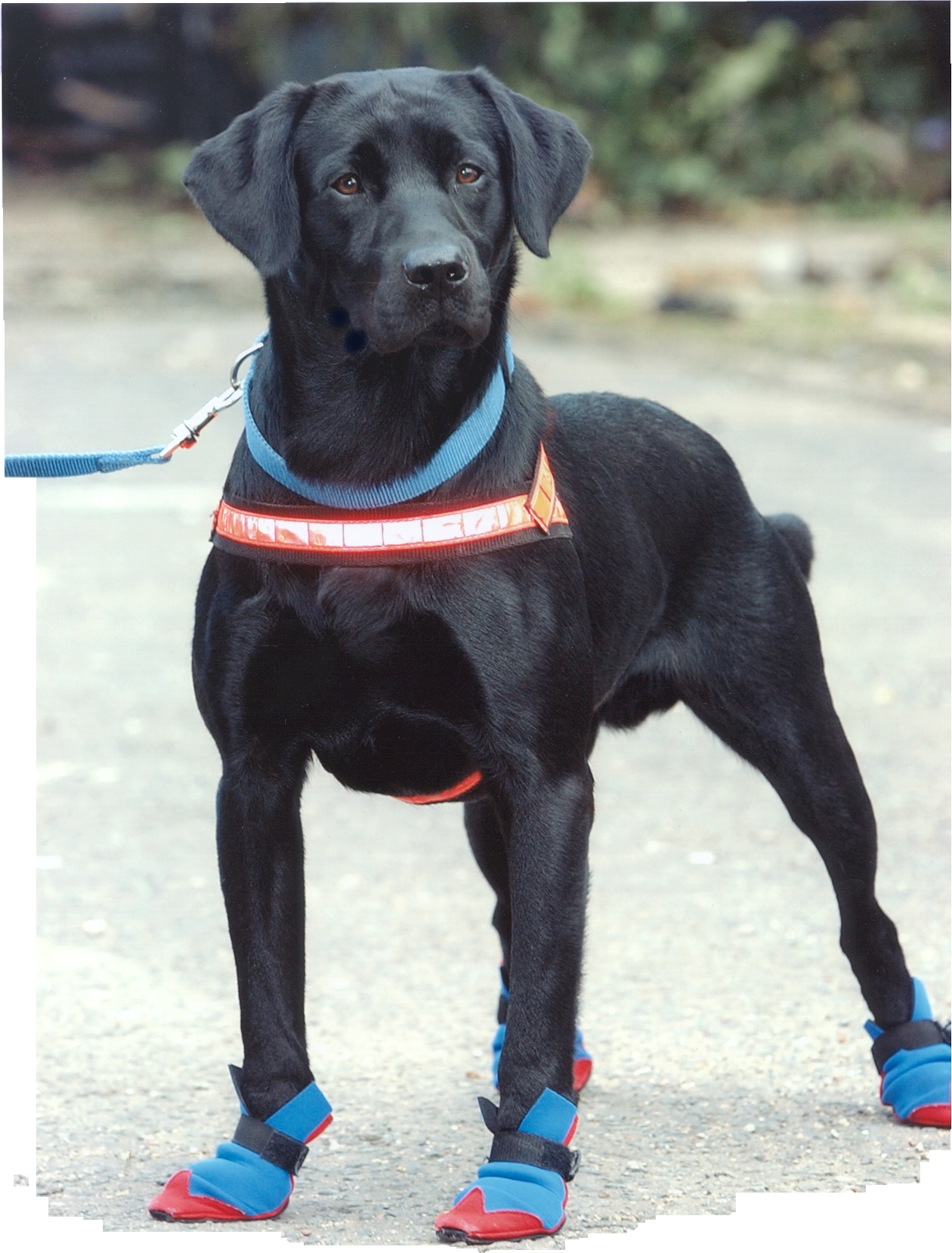 Hertfordshire Fire Dog Has Had its Day - Wirral Fire Protection Ltd.